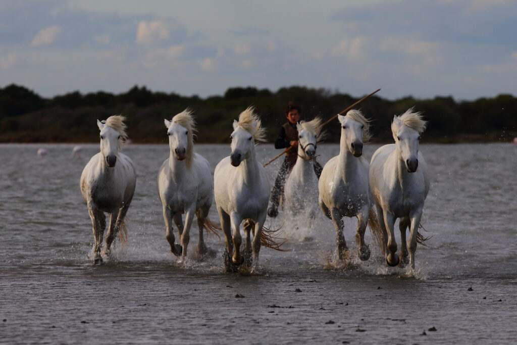 Cavalli bianchi della Camargue nell’acqua vicino a Saintes-Maries-de-la-Mer